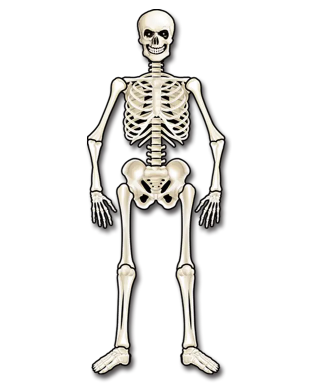 FIGURA DE CALABERA DE 58.1 CMS DE LARGO