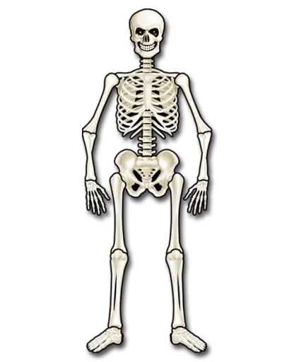 [4363] FIGURA DE CALABERA DE 58.1 CMS DE LARGO